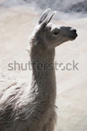 Llama Stock photo © sailorr