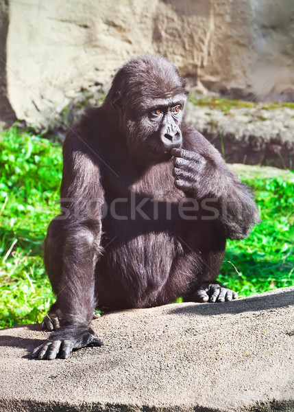 Gorila nice fotografie negru african grădină zoologică Imagine de stoc © sailorr