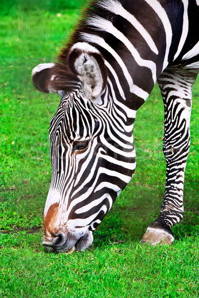 Zebra nice Foto jungen männlich Stock foto © sailorr