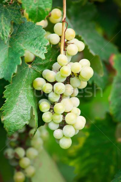 Druiven rijp groene bladeren wijnstok boom vruchten Stockfoto © sailorr