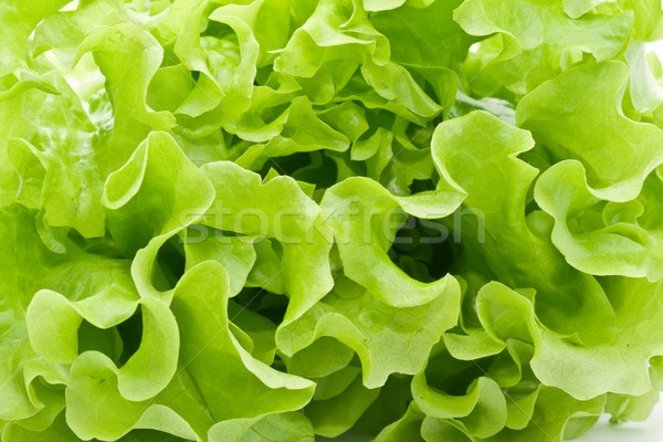 Lattuga fresche verde insalata bianco isolato Foto d'archivio © sailorr