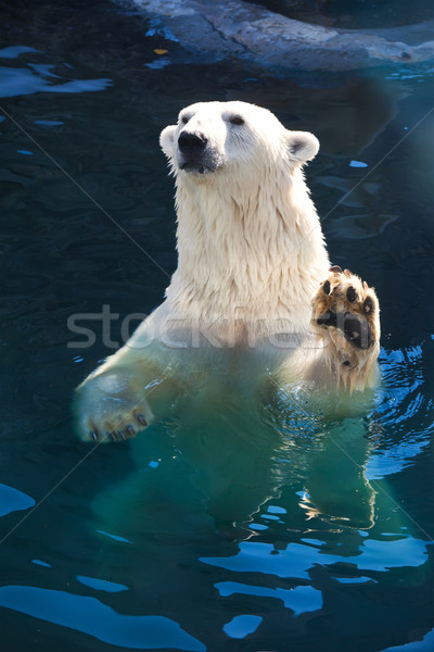 Niedźwiedzia polarnego nice Fotografia cute biały charakter Zdjęcia stock © sailorr