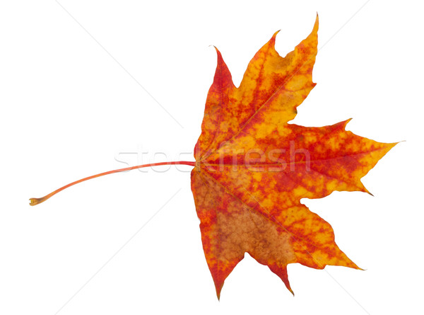 Maple leaf Stock photo © sailorr