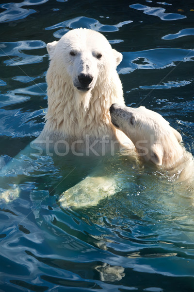 Urso polar bom foto bonitinho branco natureza Foto stock © sailorr