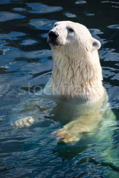 Jegesmedve szép fotó aranyos fehér természet Stock fotó © sailorr