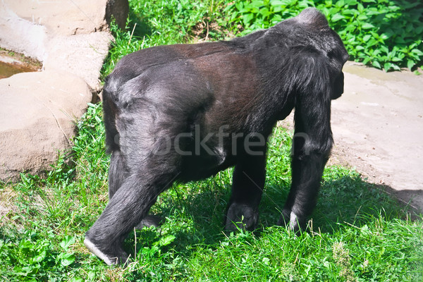 горилла Nice фото черный африканских зоопарке Сток-фото © sailorr