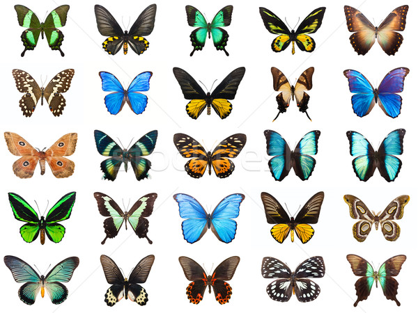 Stock photo: Tropical butterflies