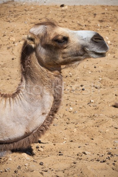 Camello agradable foto grande cara Foto stock © sailorr