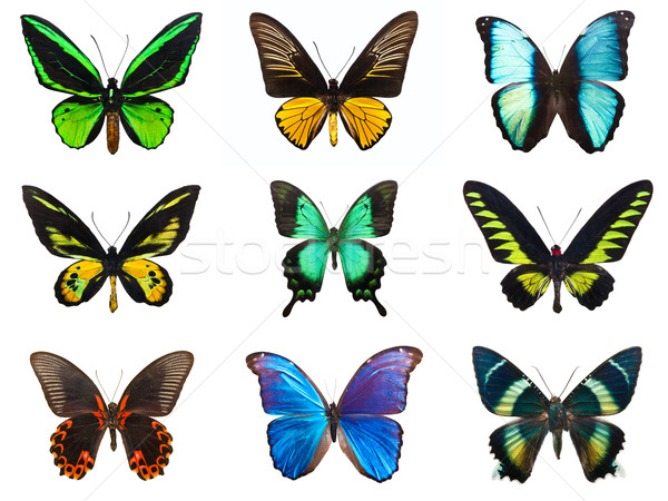 Foto stock: Tropicales · mariposas · colección · hermosa · aislado · blanco