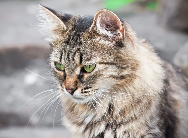 Katze schönen Porträt grüne Augen Gesicht Stock foto © sailorr