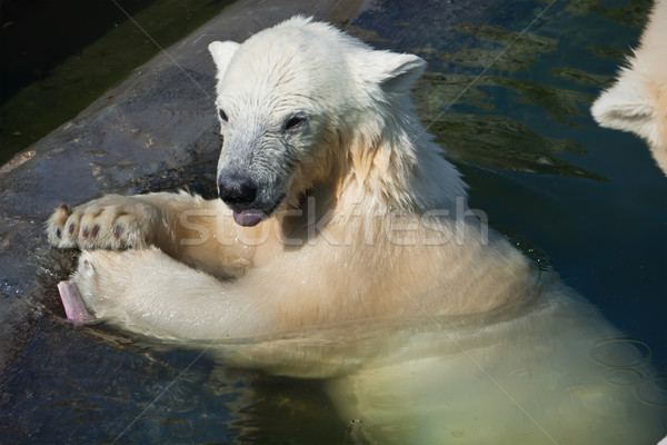 Orso polare nice foto cute bianco natura Foto d'archivio © sailorr