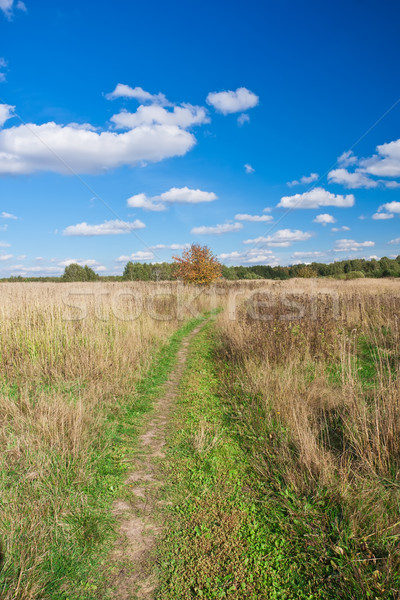 łące nice krajobraz jesienią Błękitne niebo trawy Zdjęcia stock © sailorr