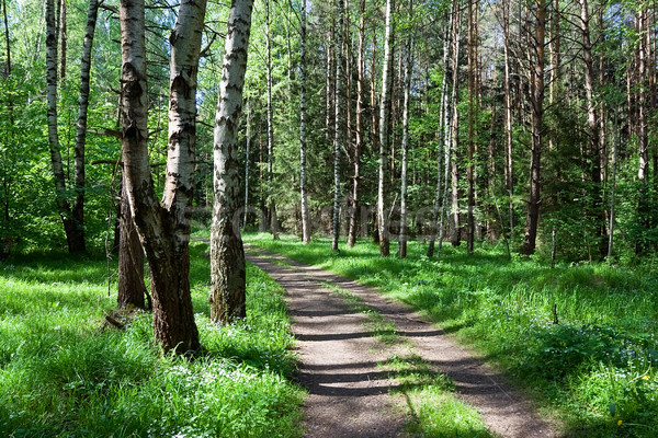 Forest Stock photo © sailorr