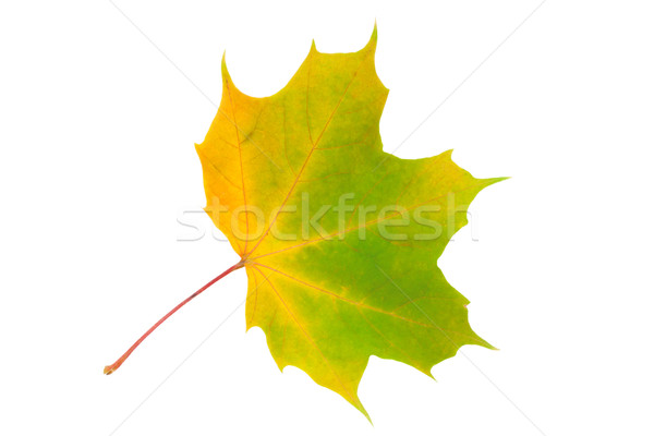 Maple leaf Stock photo © sailorr