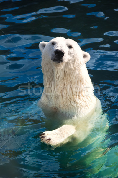 Urso polar bom foto bonitinho branco natureza Foto stock © sailorr