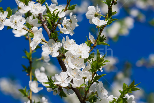 Сток-фото: яблоко · цветы · красивой · весны · Blossom · Вишневое