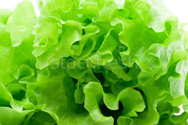 Lattuga fresche verde insalata bianco foglia Foto d'archivio © sailorr