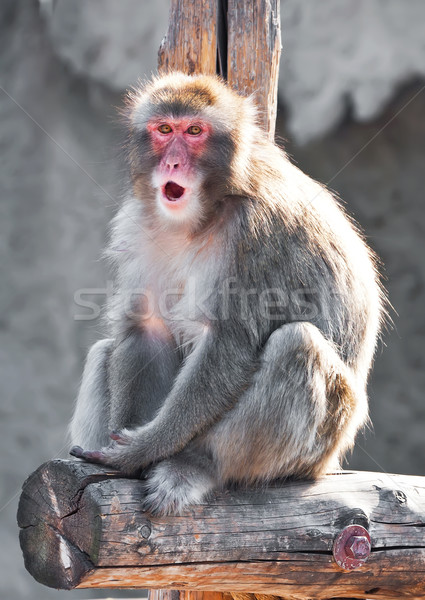 Japanese macaque Stock photo © sailorr