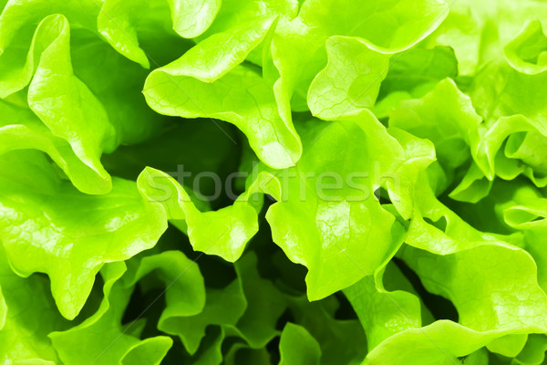 Lattuga verde foglie fresche insalata alimentare Foto d'archivio © sailorr