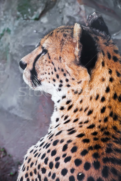 Stockfoto: Cheetah · mooie · portret · jonge · bevallig