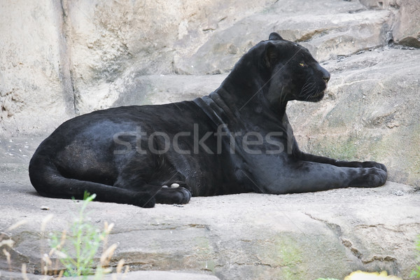 черный Panther красивой фото изящный Сток-фото © sailorr