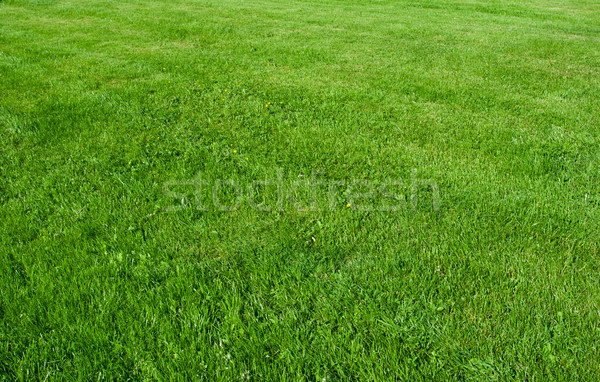 Green grass Stock photo © sailorr