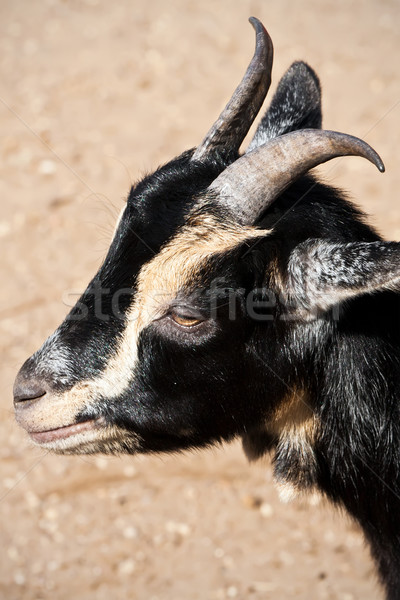 Goat Stock photo © sailorr