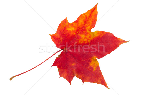 Maple leaf belo isolado branco laranja ouro Foto stock © sailorr