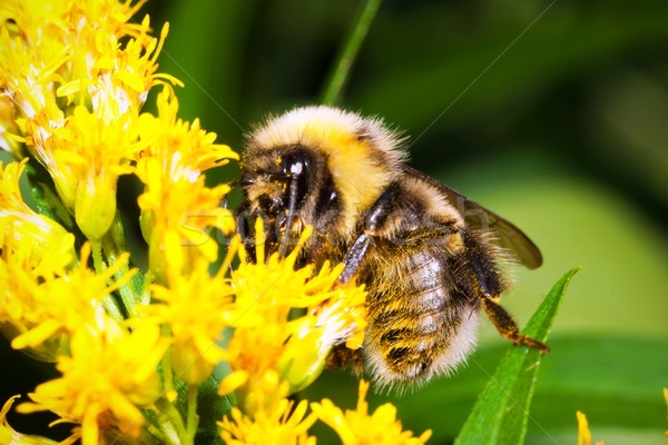 [[stock_photo]]: Bourdon · macro · photo · Nice · travail · fleur