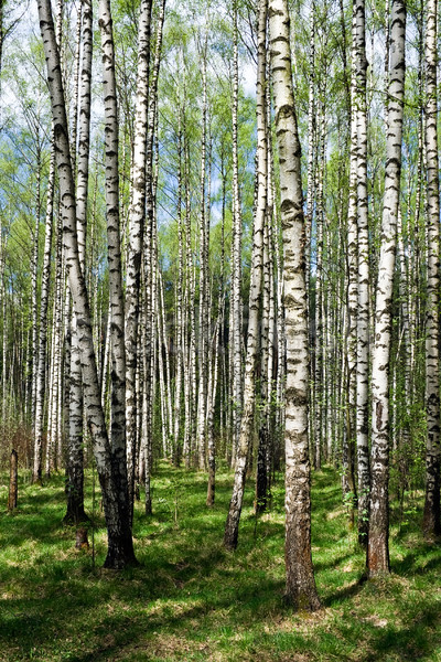 Forest Stock photo © sailorr