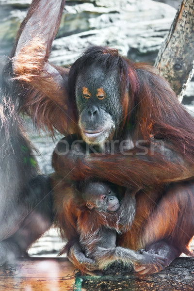 Orang-outan magnifique ape rouge cute bébé [[stock_photo]] © sailorr