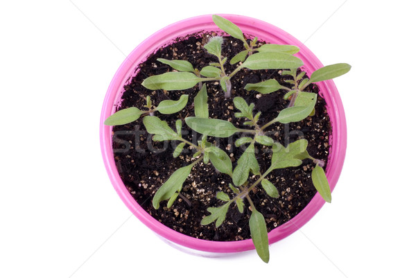 Tomaat zaailingen roze pot boven groep Stockfoto © saje