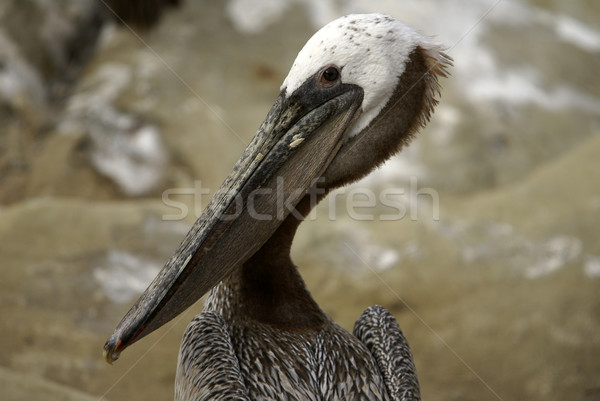 Stock photo: Brown Pelican