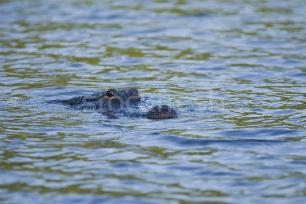 Aligator głowie wody powyżej charakter niebieski Zdjęcia stock © saje