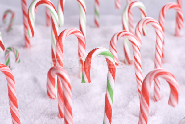 Stock photo: Christmas Candy Canes in the Snow