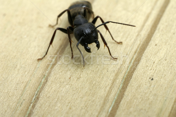 Carpintero hormiga primer plano listo atacar ciencia Foto stock © saje