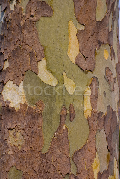 árbol corteza imagen textura Foto stock © saje