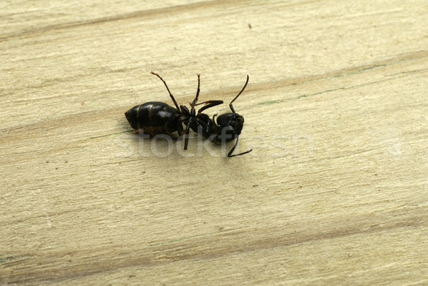 Stock photo: Dead Carpenter Ant