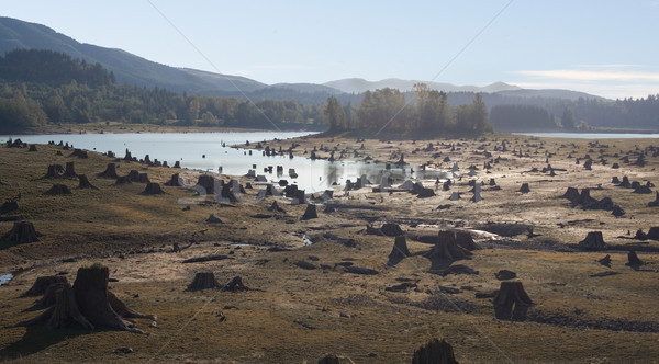 Lac pat copac scazut apă nivel Imagine de stoc © saje