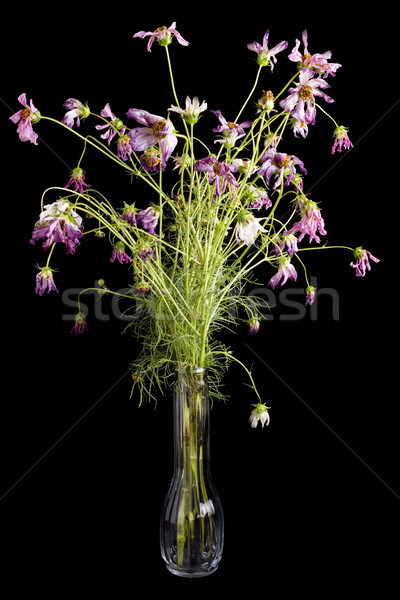 Flores jarrón rosa púrpura negro flor Foto stock © saje