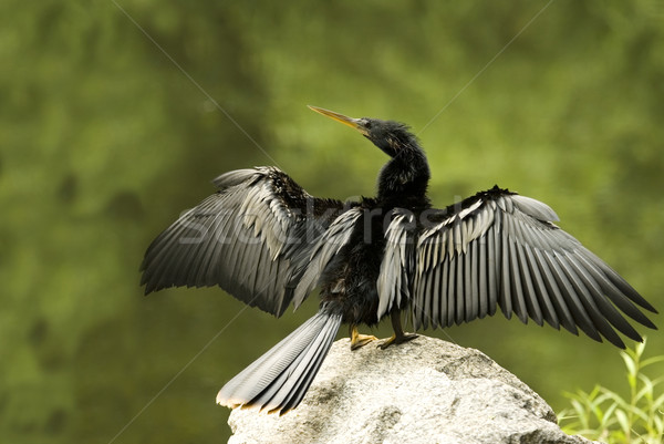 Stock photo: Cormorant Drying Wings Full