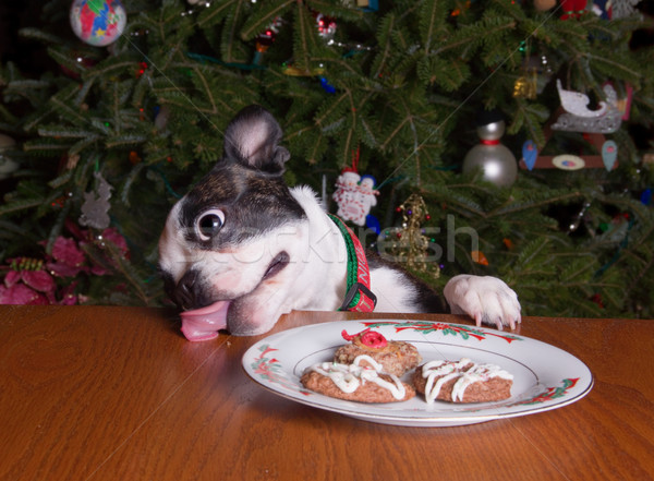 Christmas cookie kruimels Boston terriër hond Stockfoto © saje
