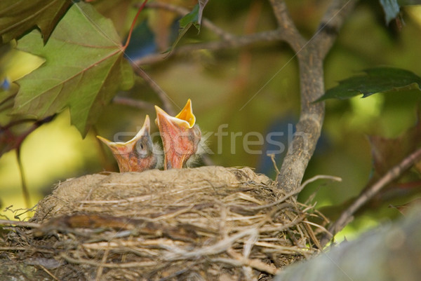 Copil păsări uita mânca doua larg Imagine de stoc © saje