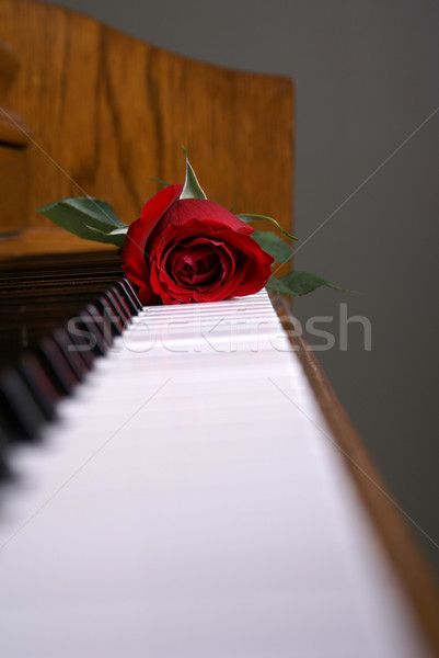鋼琴 玫瑰 鍵 紅玫瑰 鋪設 鋼琴鍵 商業照片 © saje