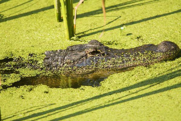 Alligator Lurking in an Algae Filled Lake Profile Stock photo © saje
