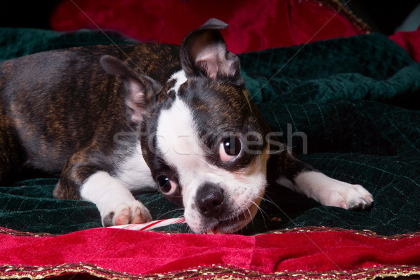 Poopsie Christmas Chewing on Candy Cane Stock photo © saje
