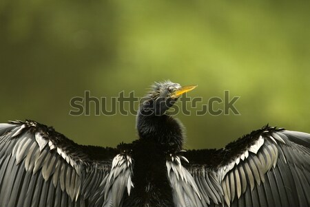 Cormorant Drying Wings Closeup Stock photo © saje