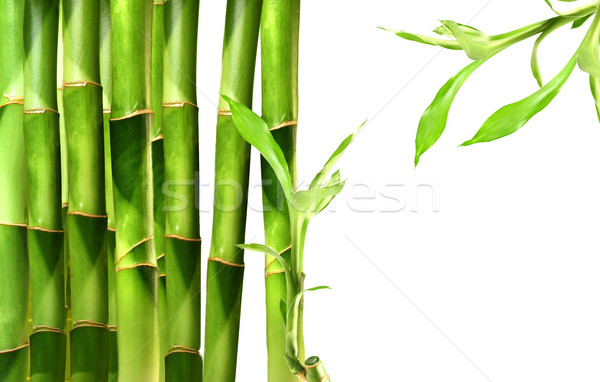 Bamboo shoots stacked side by side Stock photo © Sandralise