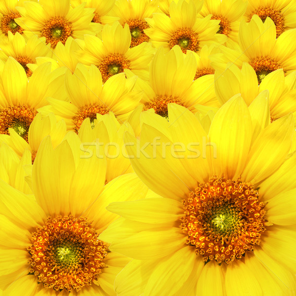 żółty słonecznika kwiaty płatki kwiat Zdjęcia stock © Sandralise