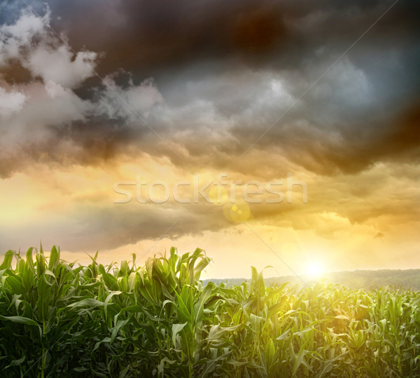 Dark skies looming over corn fields  Stock photo © Sandralise